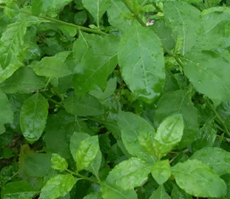 
S202 Wolfberry seeds and Ningxia Goji Berry Seeds 