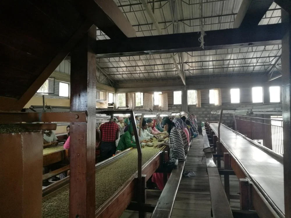 Линия для очистки кофейных какао-бобов по европейскому стандарту