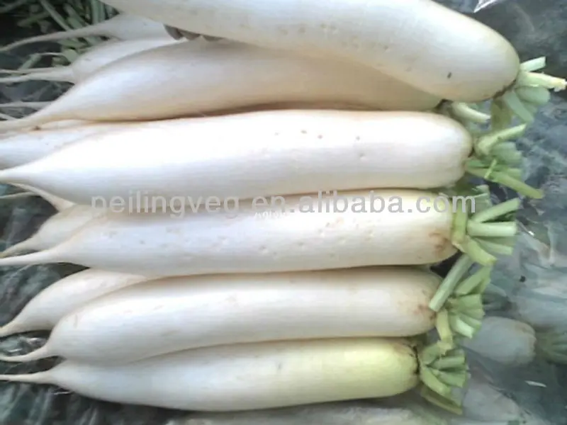 
Свежий редиш BAIYUCHUN CORP 2013 