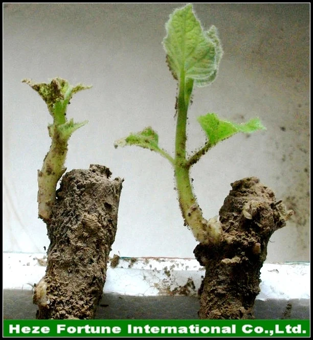 Paulownia kiri tree roots from Heze city