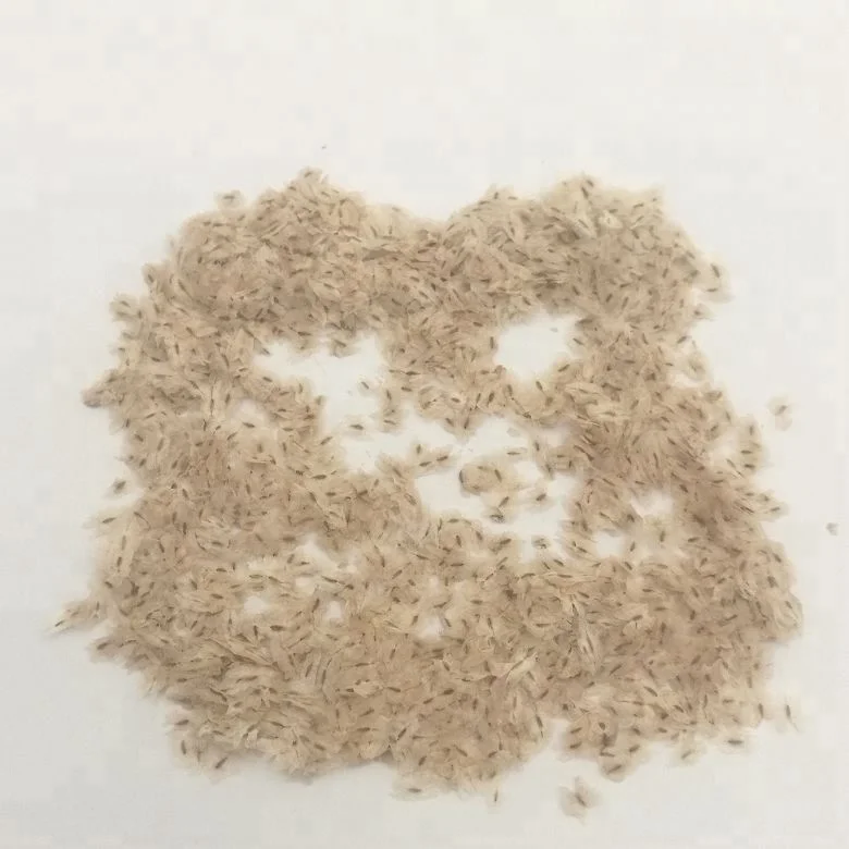 Китайское дерево pao tong, быстрорастущие гибридные семена пауловнии томентозы для посадки