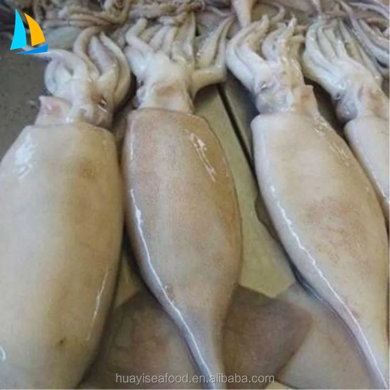 frozen seafood illex argentinus squid with Competitive Price