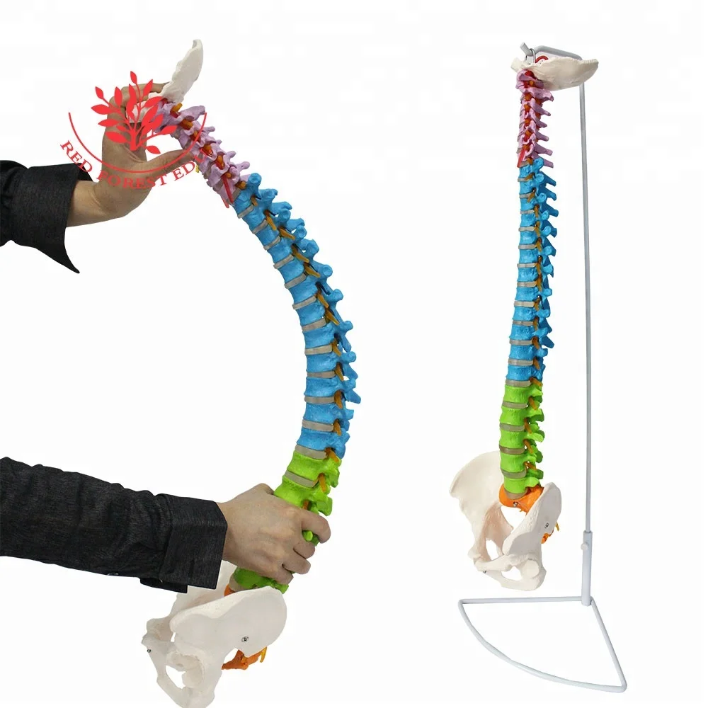Spine Model Two Pieces Delivery Fee To Korea Only 37USD  Medical Science Human 3D Bone Anatomy Spine Model