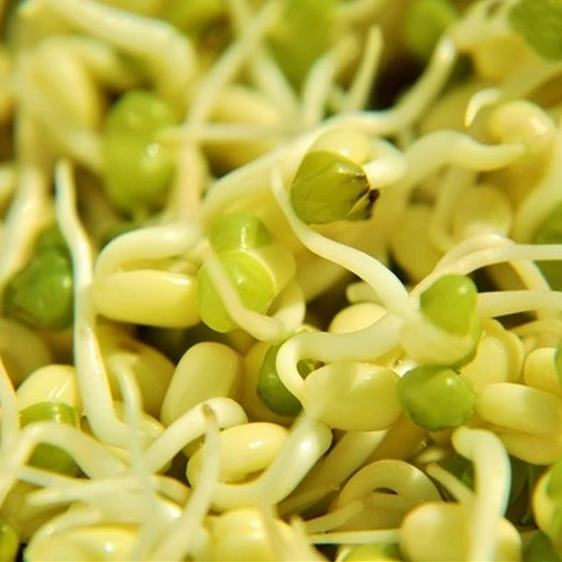 
Sprouting green mung beans vigna rediata 