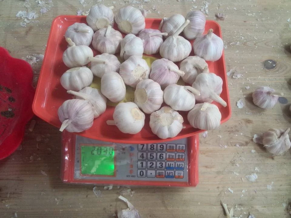 Bull Wholesale ZLM Brand Fresh Garlic For Sale