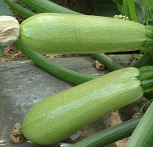 Long zucchini hybrid f1 squash vegetable seeds
