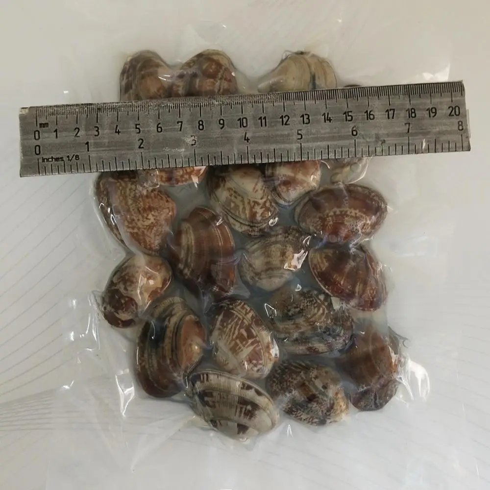 new frozen baby clams meat with shell