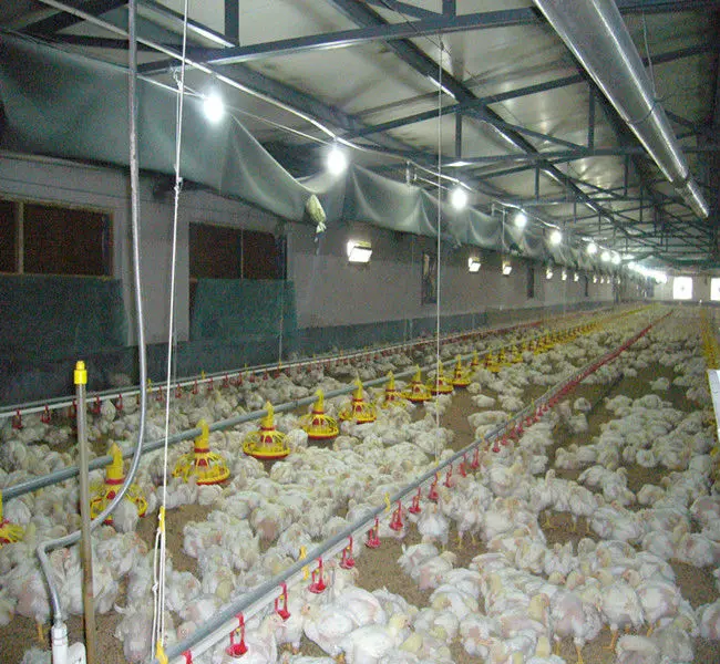 Broiler Feeders and Drinkers for Chicken House