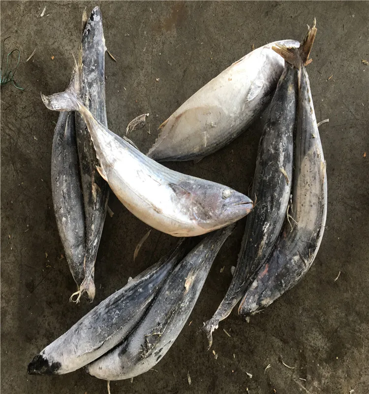 
Sea frozen sarda bonito fish for market 