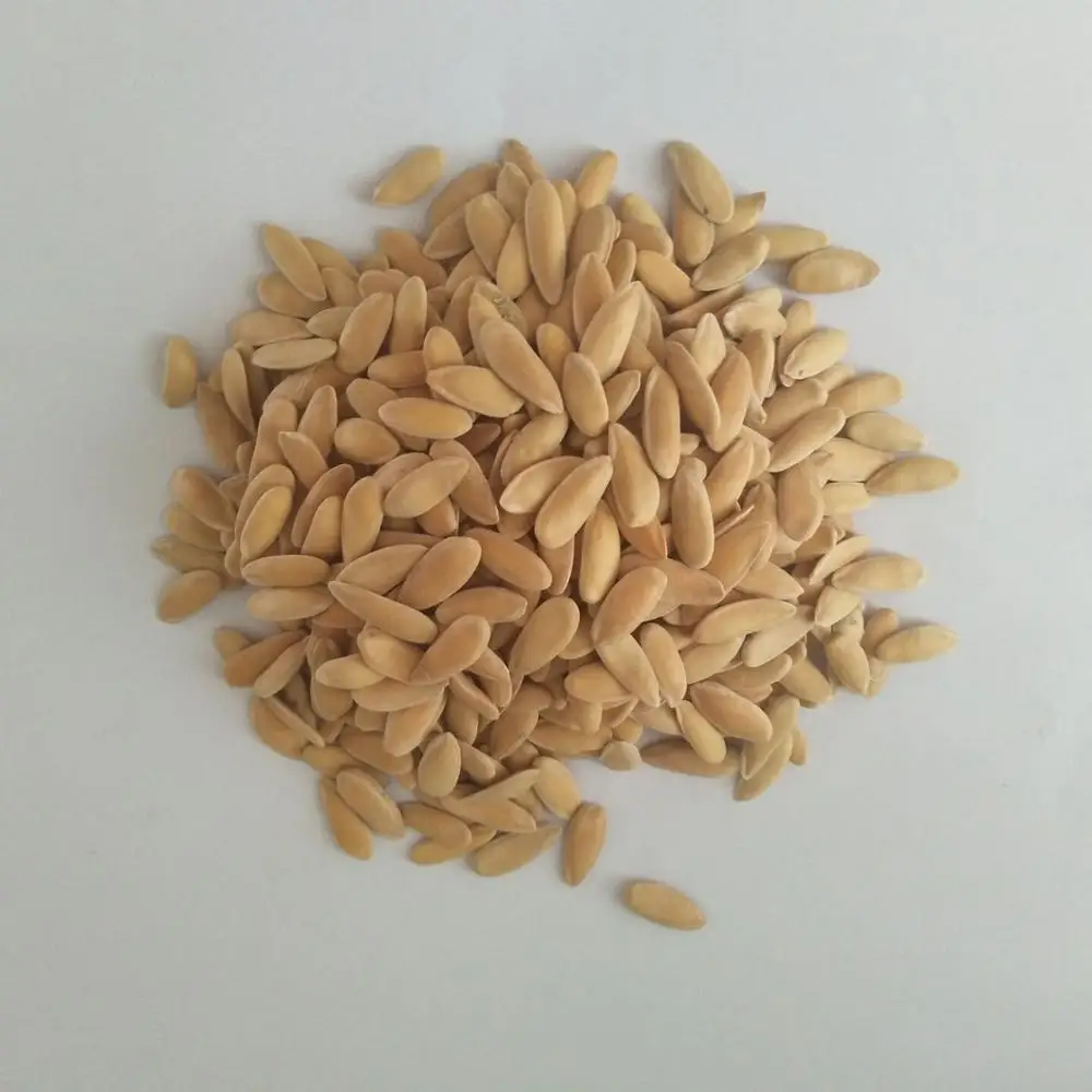 sweet Early maturity hybrid musk melon seeds good diseases tolerance