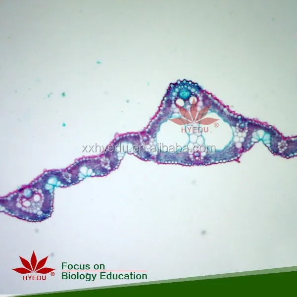Высококачественный микроскоп 100 шт. в комплекте готовые слайды с прямой фабрики