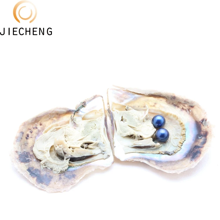 AAAA grade 6-7mm vacuum packed oysters twins seawater shell akoya pearls in oyster many colours stock
