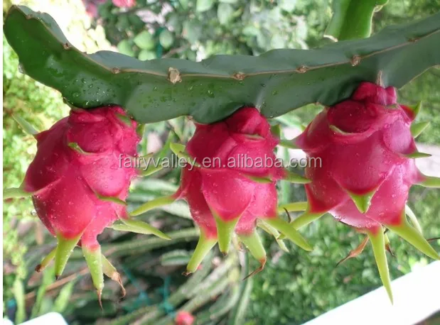 Fruit tree seeds for sale-High Quality High Yield Dragon Fruit Seeds For Growing