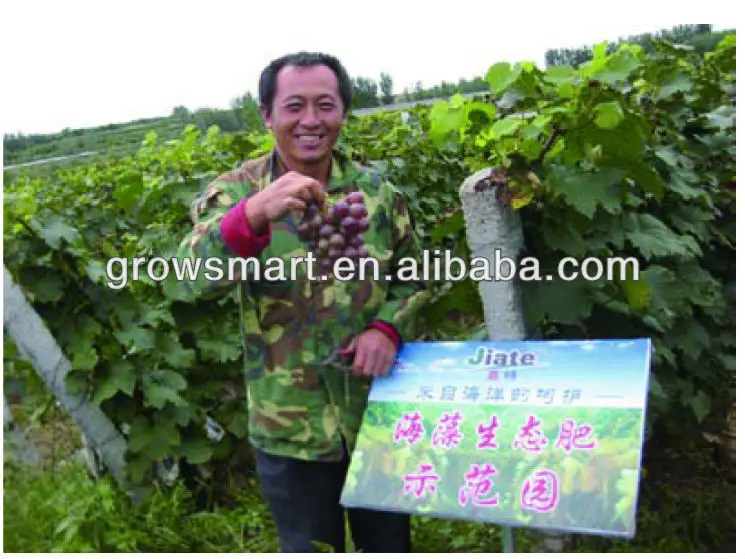 Органическое удобрение из водорослей саргассум для сельского хозяйства