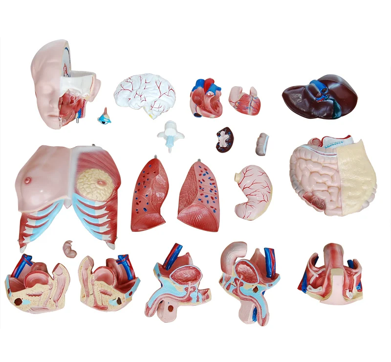 Science Nursing School Chinon Medical Bandage Men Transverse Section Central Vein Puncture Injection Training Human Torso Model