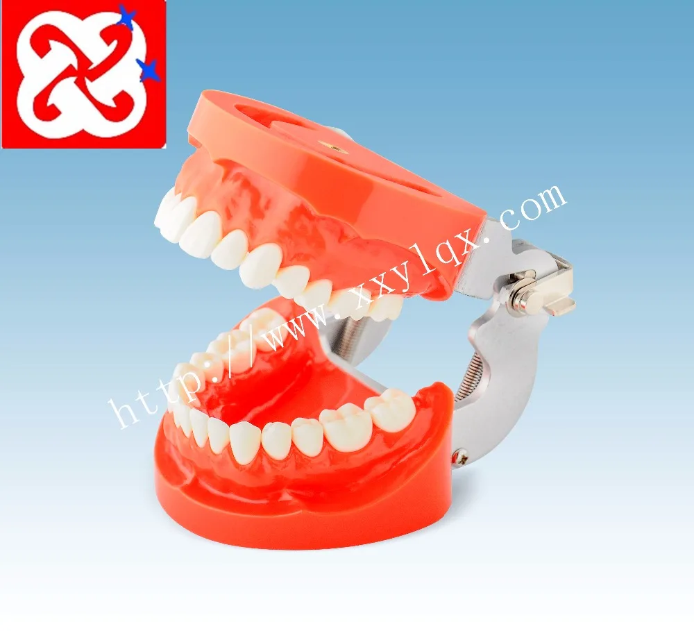 Standard teeth model with 28pcs screw in replaceable teeth for practice preparation