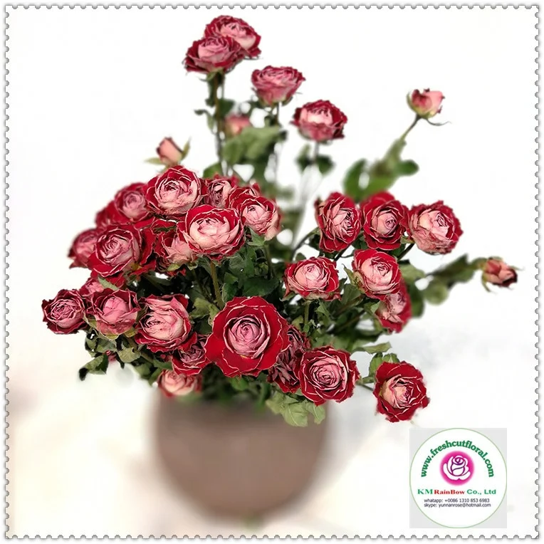 natural dried sprayed rose bunches with size 10 stems per bunch