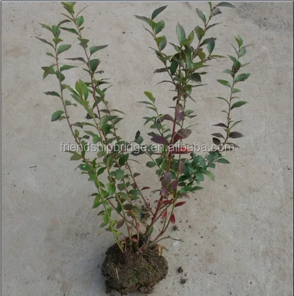 
Vaccinium Spp fruit seedling blueberry seedlings large quantity low price 