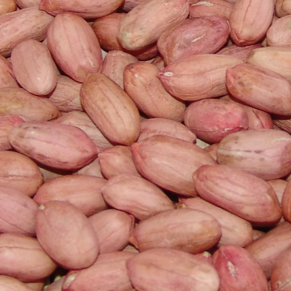 Wholesale raw organic blanched peanut for edible