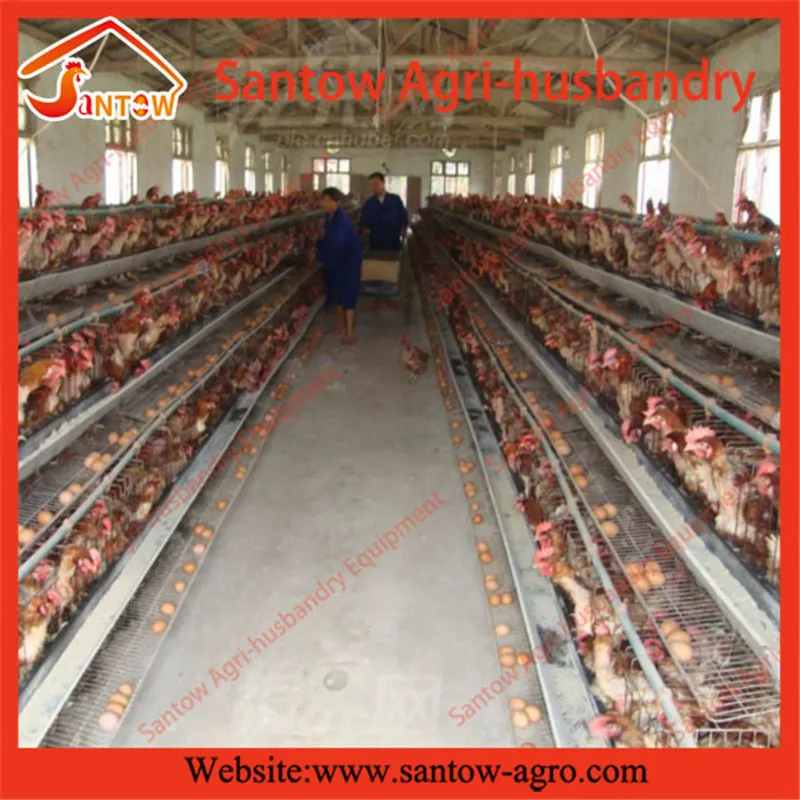 Automatic chicken cages hot galvanized poultry cage cheap price breeder cages birds for layer farm design