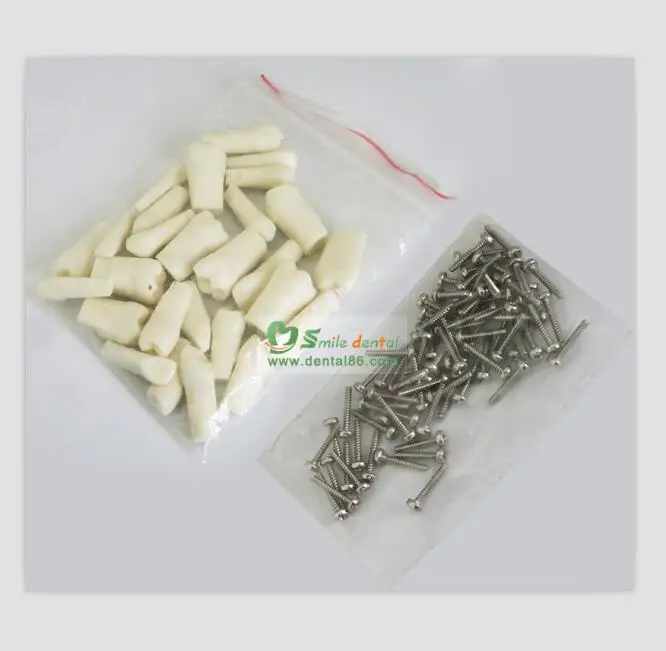 dental teeth/dental study model/Permanent Teeth with Straight Roots