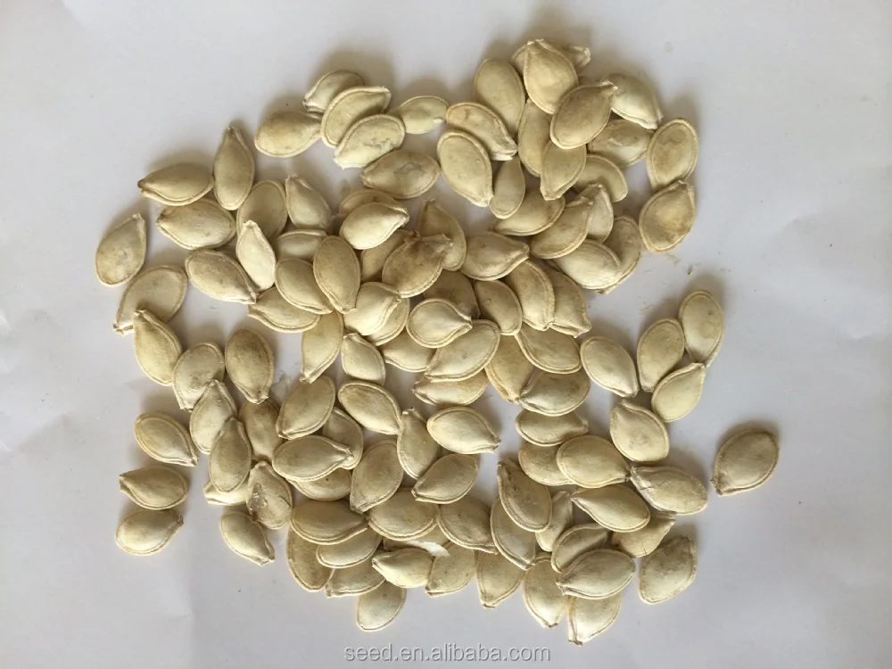 Ying Dark Green  F1 Hybrid Squash Seeds Vegetable Cucurbita pepo Seeds for planting