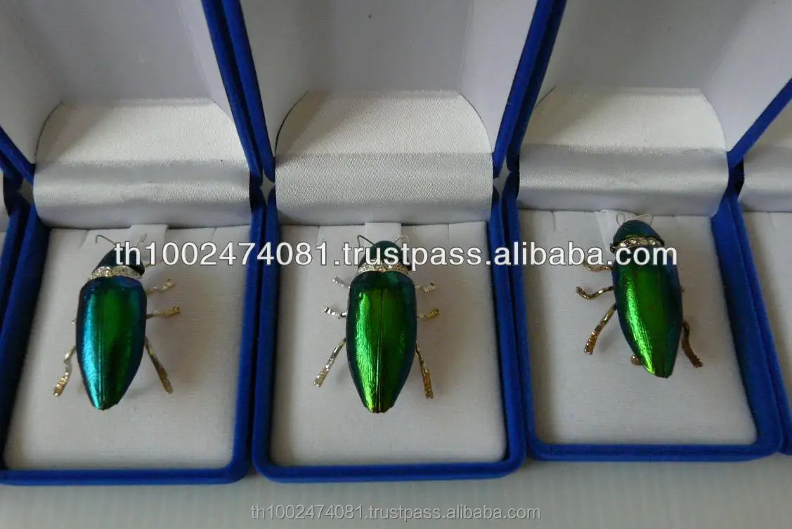 
Real Natural Beetle Bug Brooch 