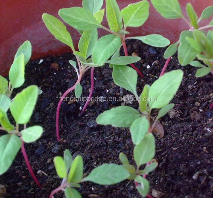 Ландшафтное дерево амарантус каудатус рассада