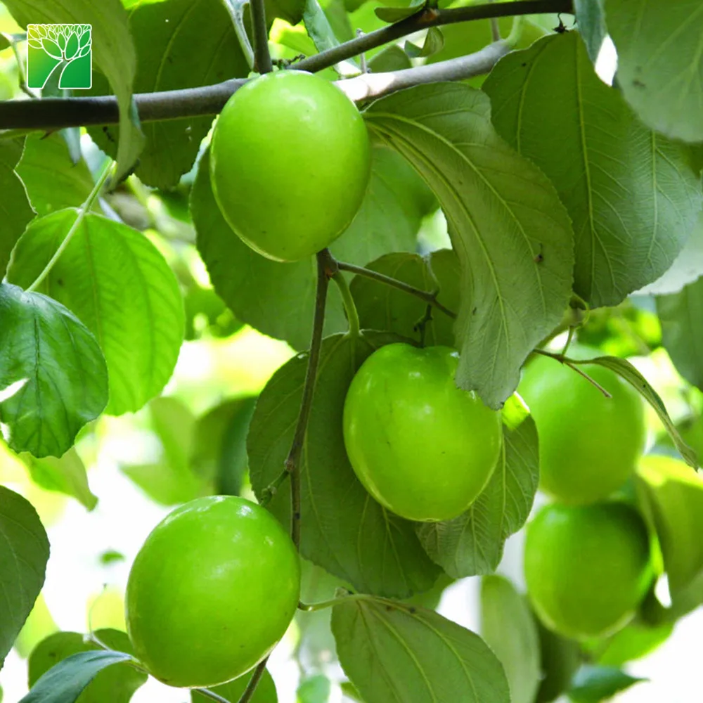 Саженцы средней воды с полной посадкой солнца, китайские саженцы фруктов с датой