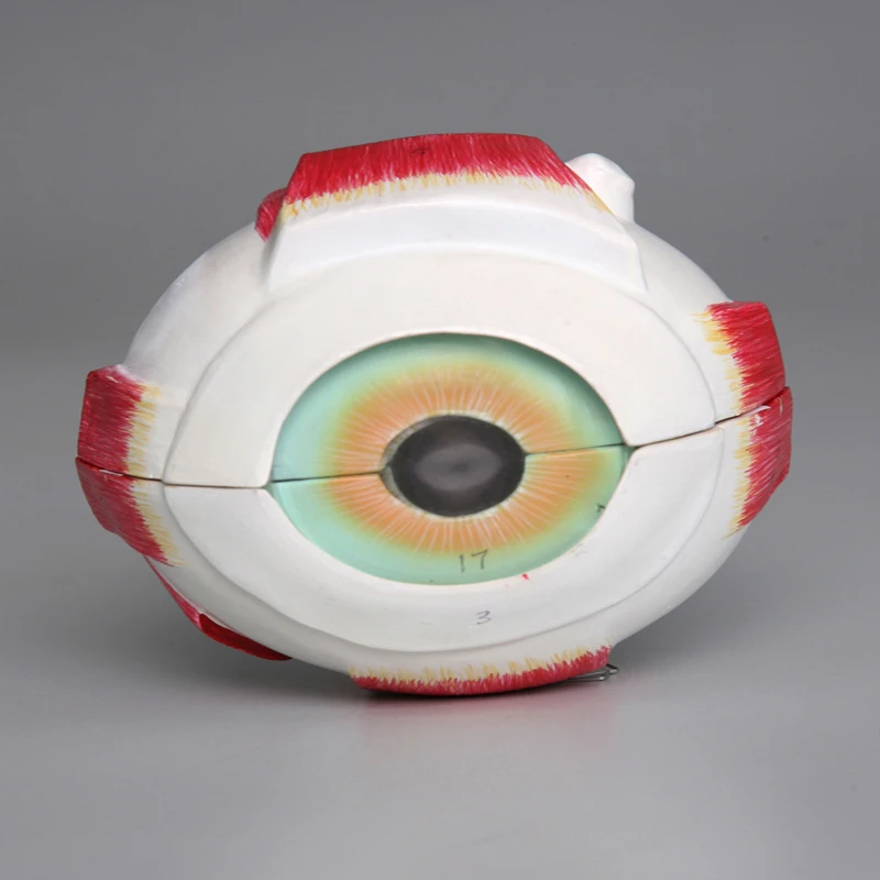 
Enlarged Plastic Human Anatomical Eye Model 