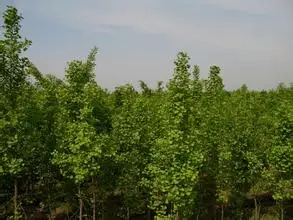 Planting ginkgo biloba trees from seeds