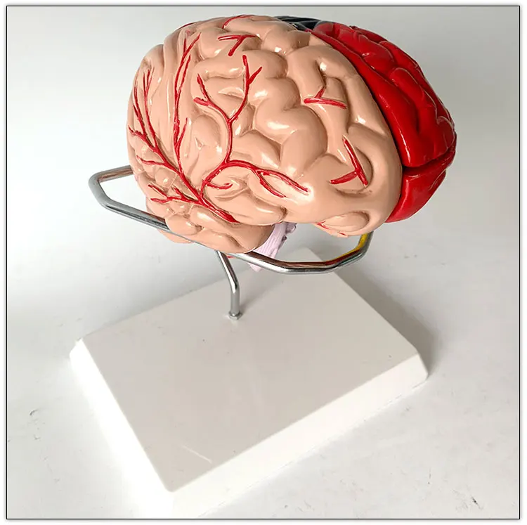 Human Brain model with functional region painted Colored Color brain anatomical model