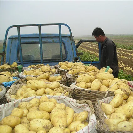 
Price of Fresh Holland Potato Yellow Potatoes export to Sri Lanka 