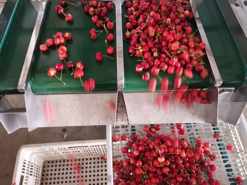 Electronic cherry ,blackberry sorting machine JZW-100g