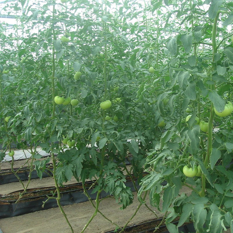 
Ultraviolet-Proof Plastic Film Agricultural Greenhouse For Tomato Production 