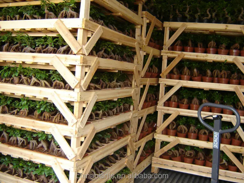 
FICUS GINSENG BONSAI 