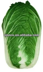 
fresh cabbage fresh chinese long cabbage 
