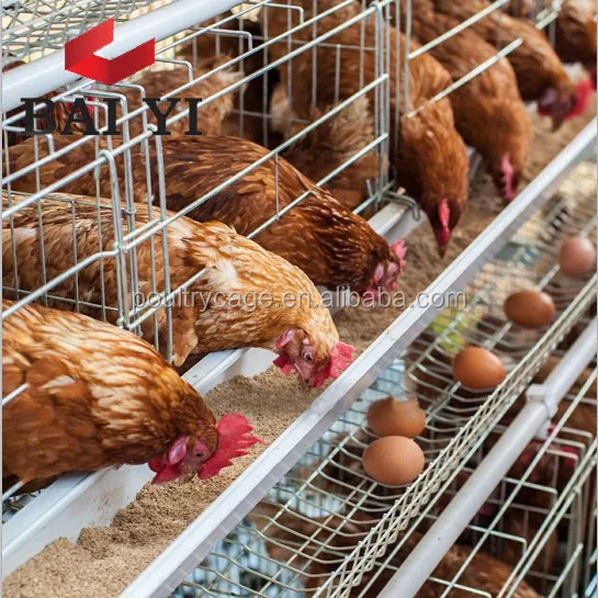Wholesale Design UAE Chicken Farm Poultry Equipment For Sale