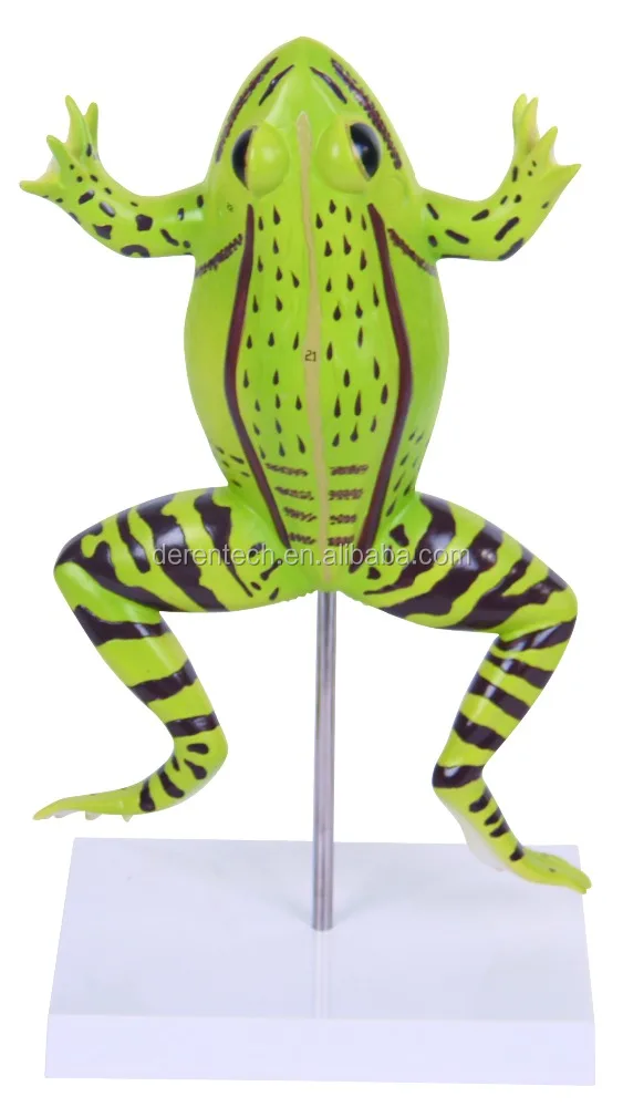 Anatomy plastic animal model of frog