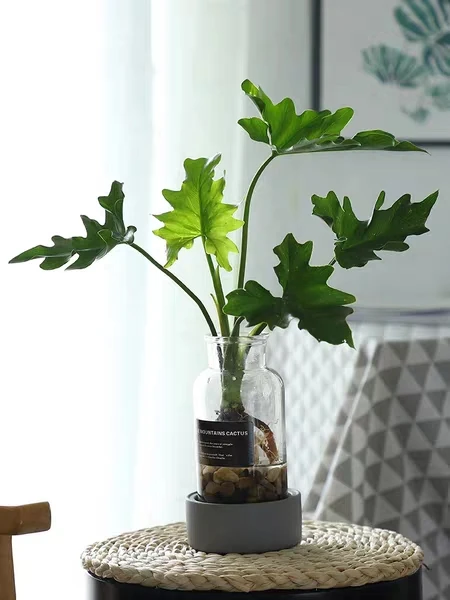 Декоративное растение бонсай филодендрон Селло