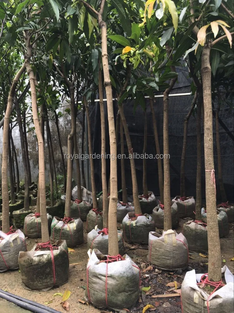 
Mangifera indica ( mango tree ) tropical plants 