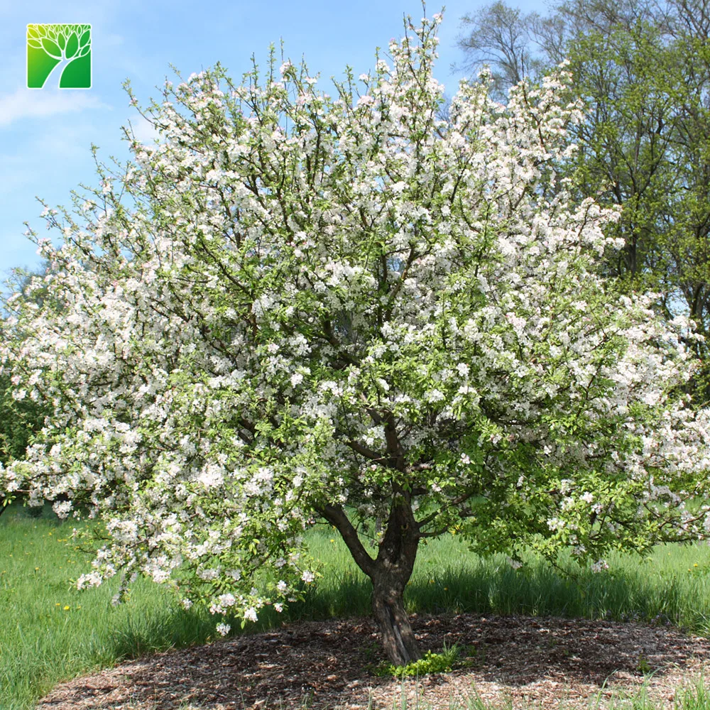 
 Длина лезвия листа 50-100 мм, краб из листьев сливы  