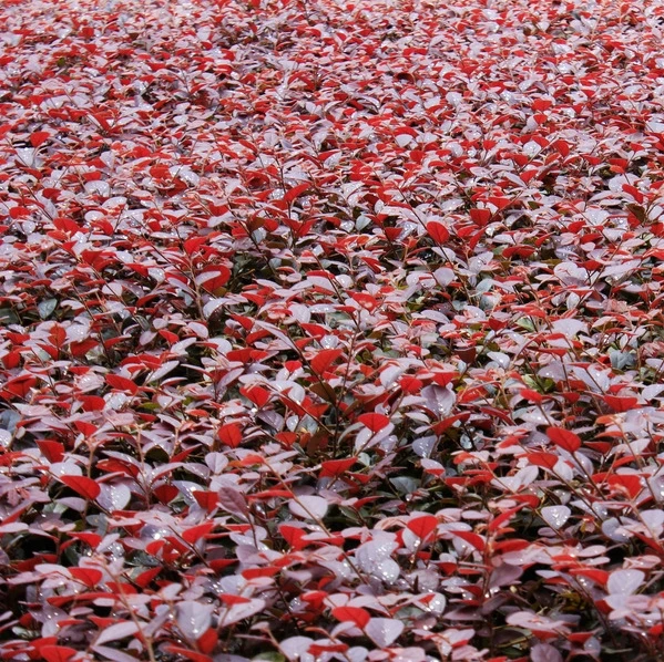 Redrlowered Loropetalum рассада