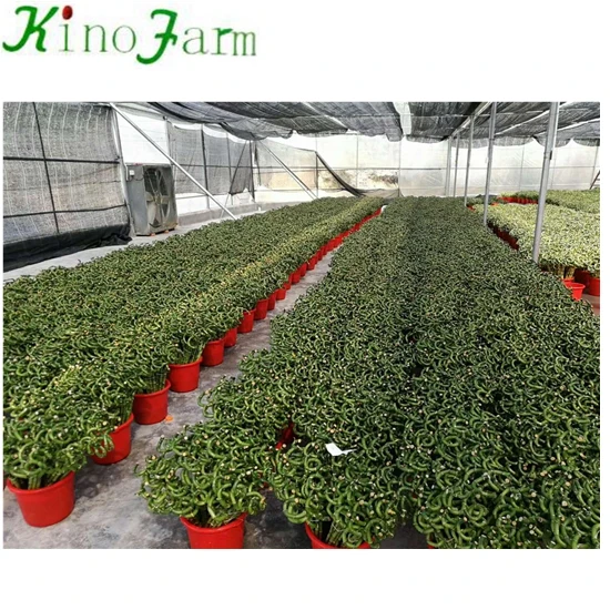 
ornamental indoor lucky bamboo plants sale 