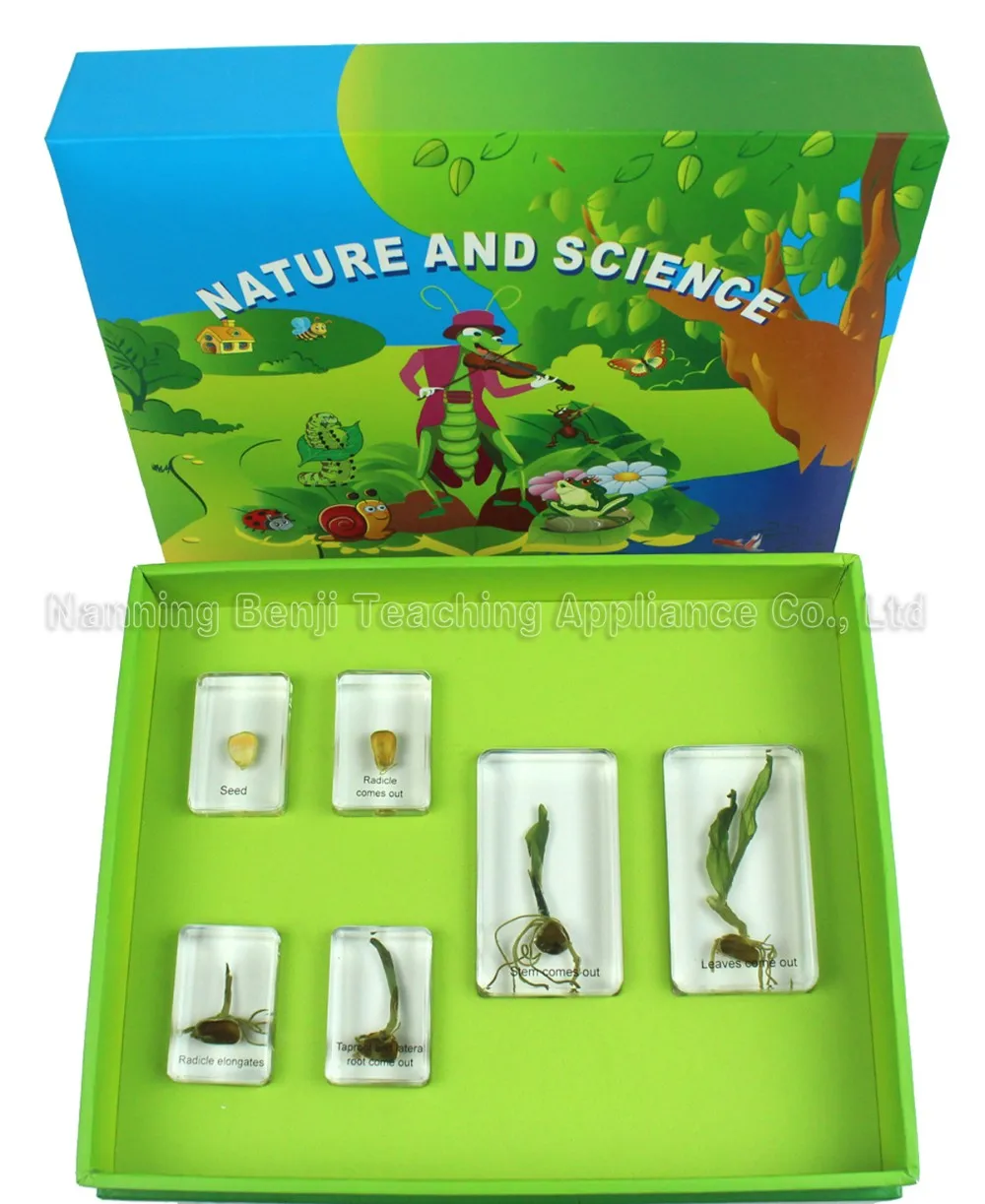 
Insect Collection Specimen of Honey Bee Life Cycle for Educational Toys Gift Customized 