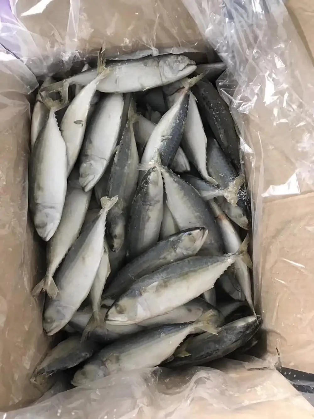Grade AA frozen whole indian mackerel 6-8 for sale
