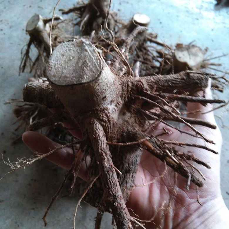 
Super fresh cold resist paulownia elongata stump,paulownia fortunei 