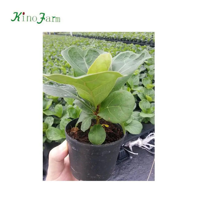 
zhangzhou kinofarm outdoor bonsai ficus lyrata tree 