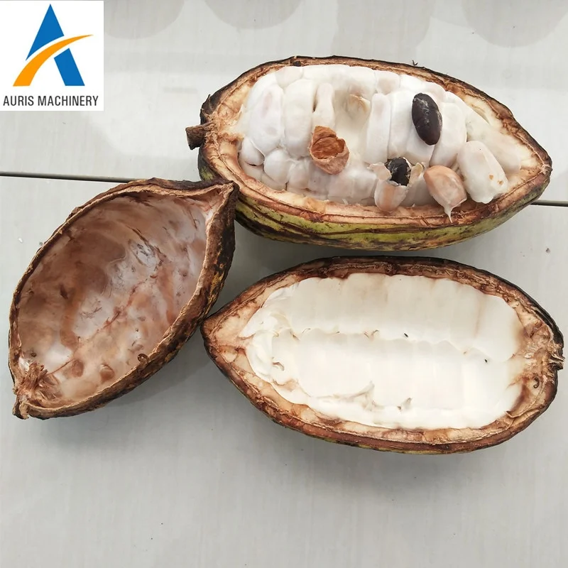 High quality fresh cocoa pod shelling cracking machine cocoa pod husker