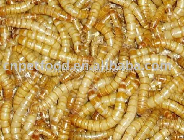 dried mealworm bird food&aquarium fish food gusano de harina